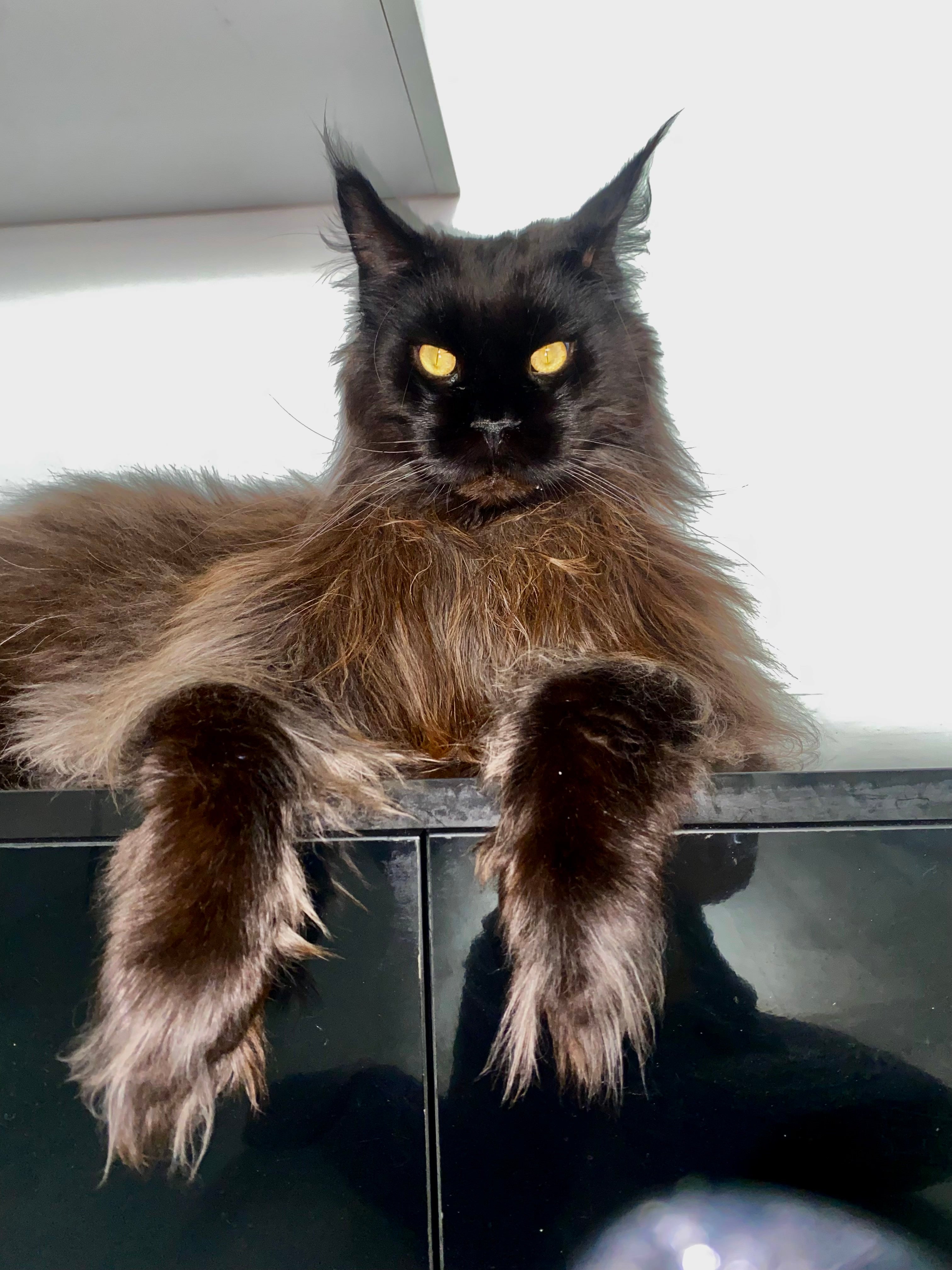 Zeus the cat and owner Daniela can be found sharing content on @zeus.mainecoon.official