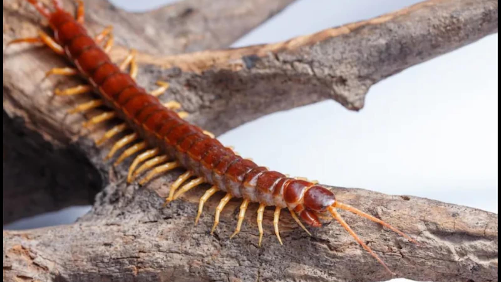  Centipedes