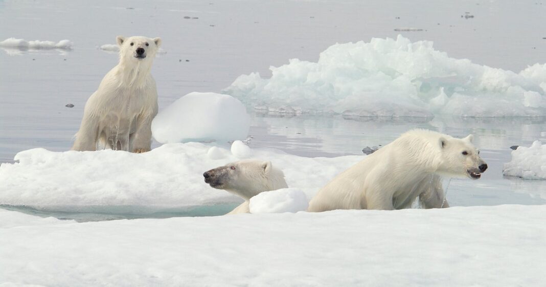 Researchers witness rare polar bear adoption, capturing video of female caring for cub that was not her own