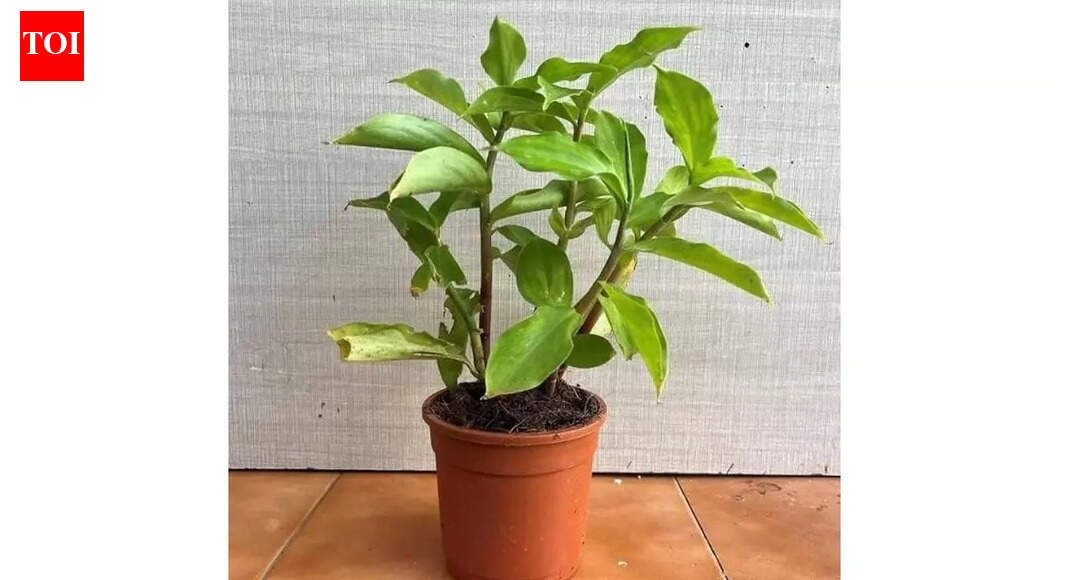 How to grow the ‘Insulin Plant’ at home: Easy indoor gardening guide with benefits and care tips |