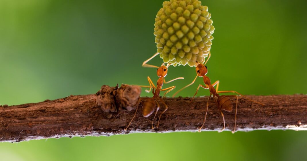 Sick ants invite self-sacrifice to save colony, scientists discover: “Hey, come and kill me”